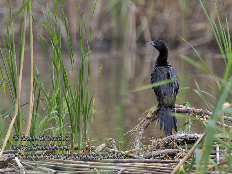 Karabatak קורמורן גמדי Phalacrocorax pygmaeus