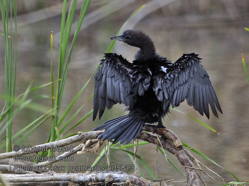 Küçük Phalacrocorax pygmaeus