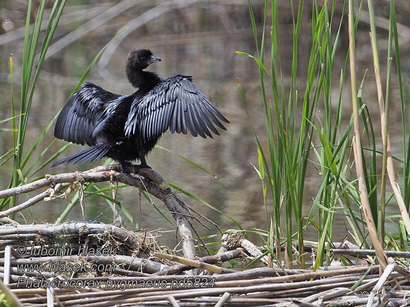 Малий баклан Phalacrocorax pygmaeus