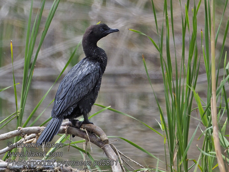 الغاق القزم Λαγγόνα Phalacrocorax pygmaeus