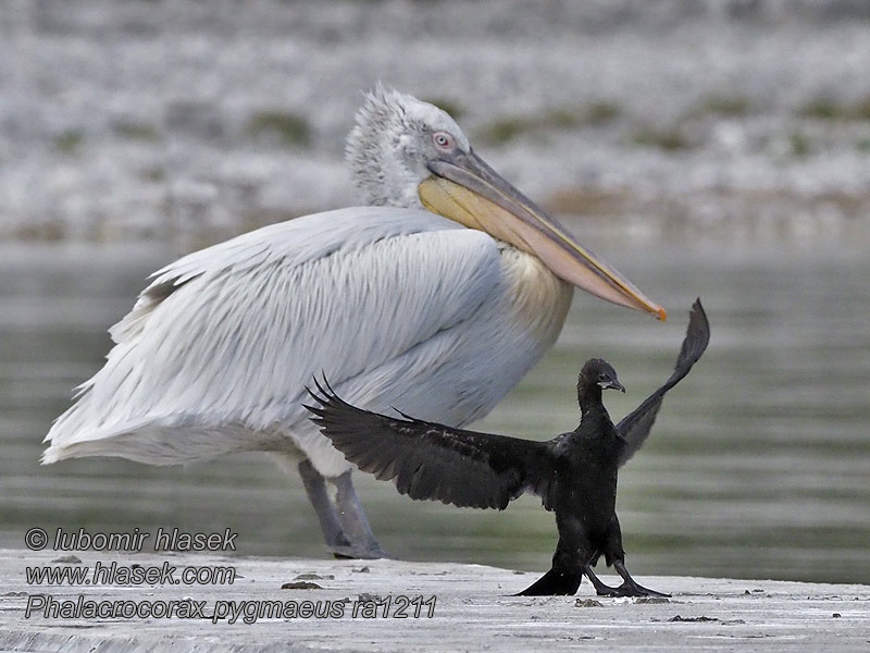 Баклан малый コビトウ Phalacrocorax pygmaeus