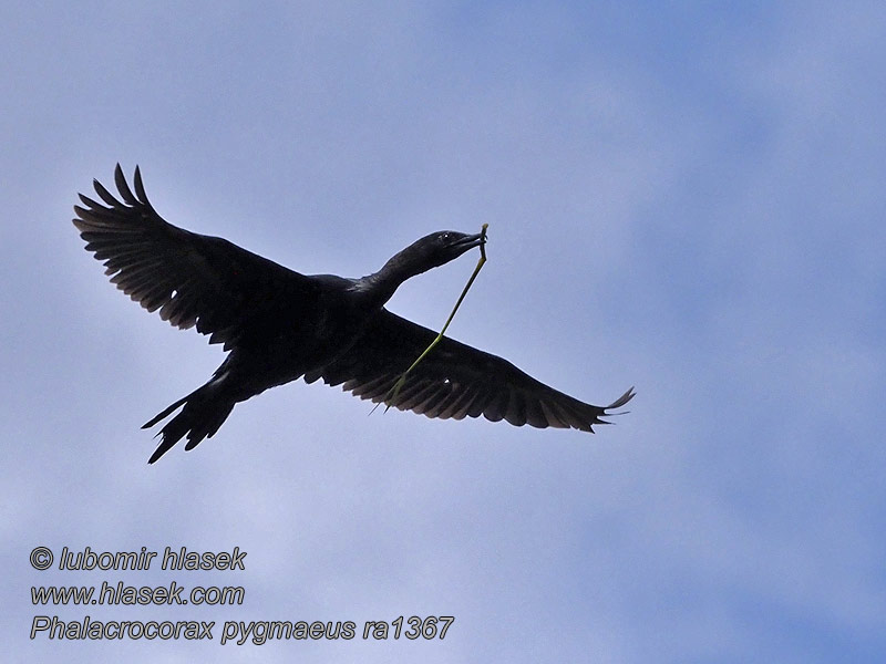 Dvergskarv Dvargskarv Phalacrocorax pygmaeus