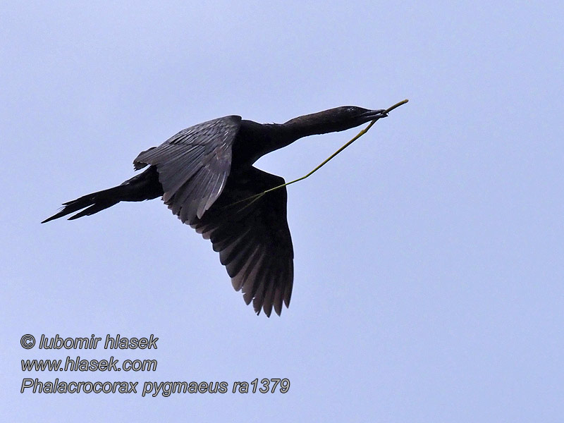 Marangone minore Phalacrocorax pygmaeus