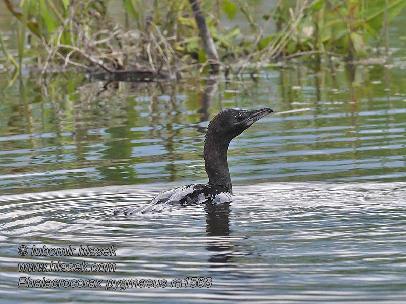 Pikkumerimetso Phalacrocorax pygmaeus