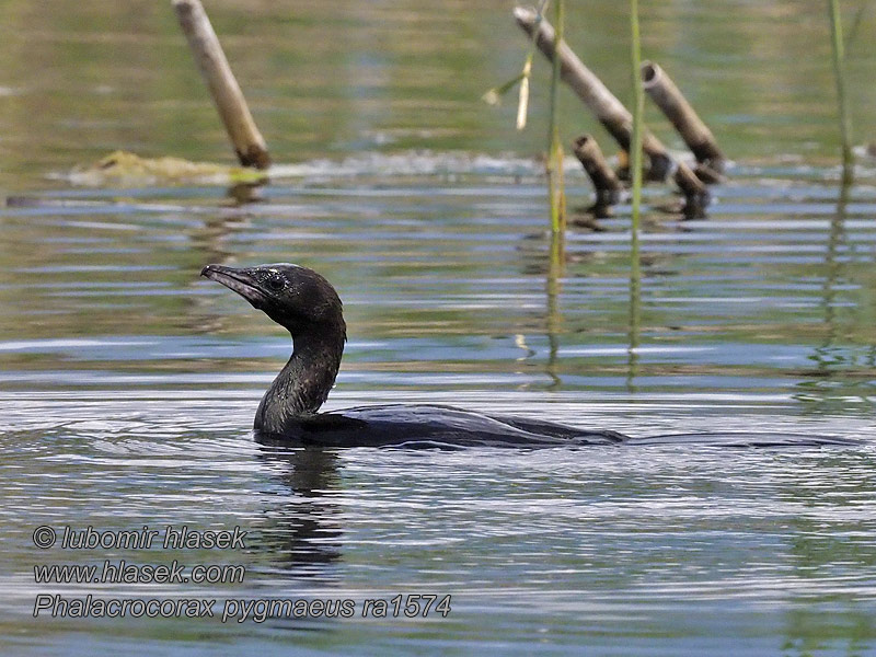 Dwergaalscholver Phalacrocorax pygmaeus