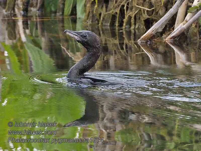 Dværgskarv Phalacrocorax pygmaeus