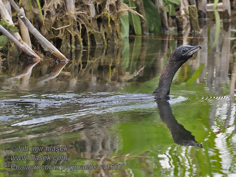 Kormorán malý Phalacrocorax pygmaeus