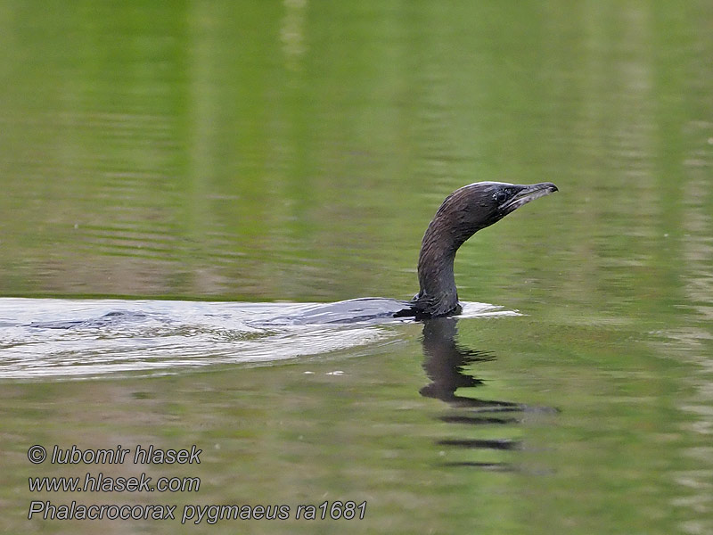 Cormorán Pigmeo Phalacrocorax pygmaeus