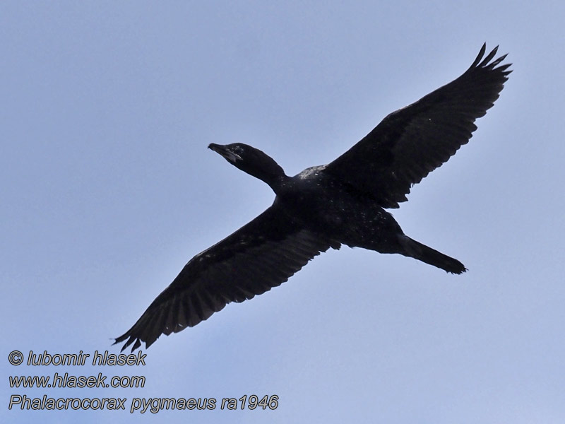 Zwergscharbe Cormoran pygmée Phalacrocorax pygmaeus