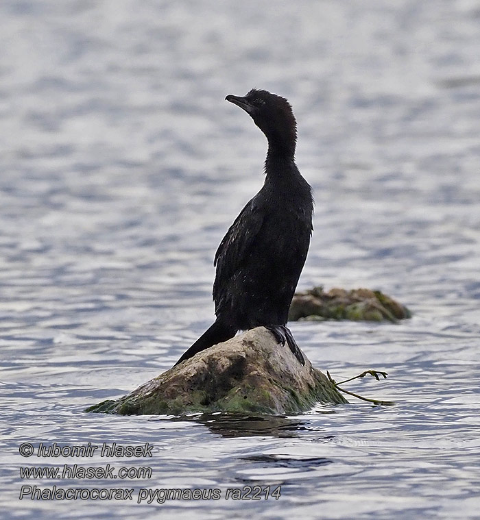 Pygmy Cormorant Phalacrocorax pygmaeus