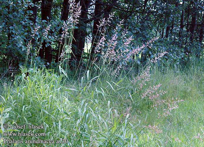 Phalaris arundinacea Mozga trzcinowata Ruokohelpi Rietgras