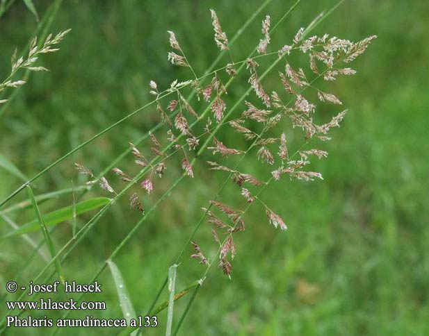 Phalaris arundinacea Chrastice rákosovitá Mozga trzcinowata