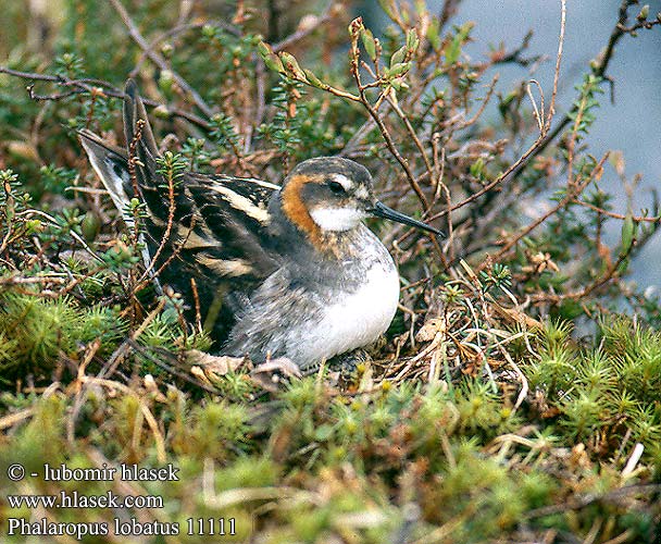 Phalaropus lobatus Red-necked Phalarope Odinshühnchen Phalarope bec étroit Falaropo Picofino lyskonoh úzkozobý Falaropo becco sottile Falaropo-de-bico-fino Odinshane Grauwe Franjepoot Vesipääsky Svømmesnipe Smalnäbbad simsnäppa Плавунчик круглоносый Płatkonóg szydłodzioby Vékonycsőrű víztaposó Escuraflascons becfí Mendebal-txori mokomehe 紅頸瓣蹼鷸 Круглоносый плавунчик アカエリヒレアシシギ الطيطوى حمراء الرقبة 지느러미발도요 Κολυμπότρυγγας Falaropo-de-bico-fino Круглодзьобий плавунець Rooihalsfraiingpoot Deniz düdükçünü שחיינית צרת-מקור