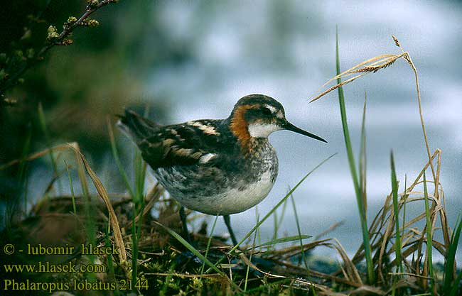 Phalarope bec étroit Falaropo Picofino lyskonoh úzkozobý Falaropo becco sottile Falaropo-de-bico-fino Odinshane Grauwe Franjepoot Vesipääsky Svømmesnipe Smalnäbbad simsnäppa Плавунчик круглоносый Płatkonóg szydłodzioby Vékonycsőrű víztaposó Escuraflascons becfí Mendebal-txori mokomehe 紅頸瓣蹼鷸 Круглоносый плавунчик アカエリヒレアシシギ الطيطوى حمراء الرقبة 지느러미발도요 Κολυμπότρυγγας Falaropo-de-bico-fino Круглодзьобий плавунець Rooihalsfraiingpoot Deniz düdükçünü שחיינית צרת-מקור Phalaropus lobatus Red-necked Phalarope Odinshühnchen