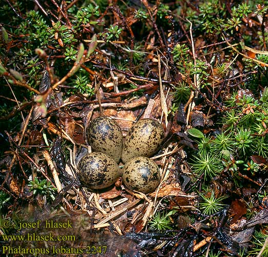 Phalaropus lobatus 2247