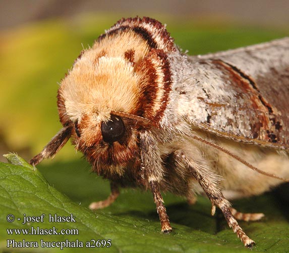 Phalera bucephala Buff-tip Bucéphale Lunule