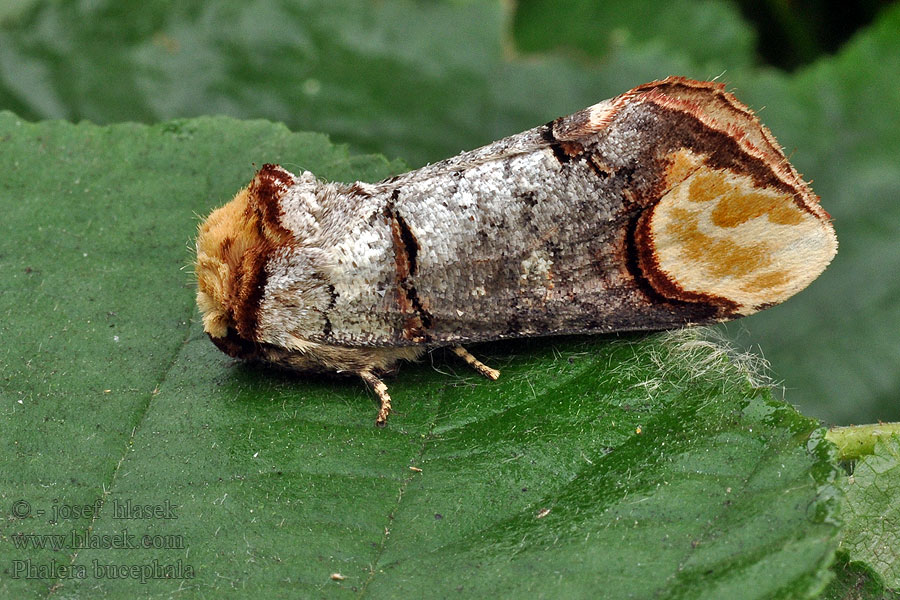 Vztyčnořitka lipová Phalera bucephala