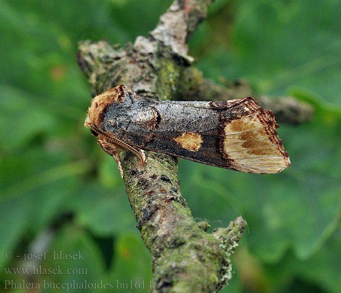 Phalera bucephaloides Faléra dubová