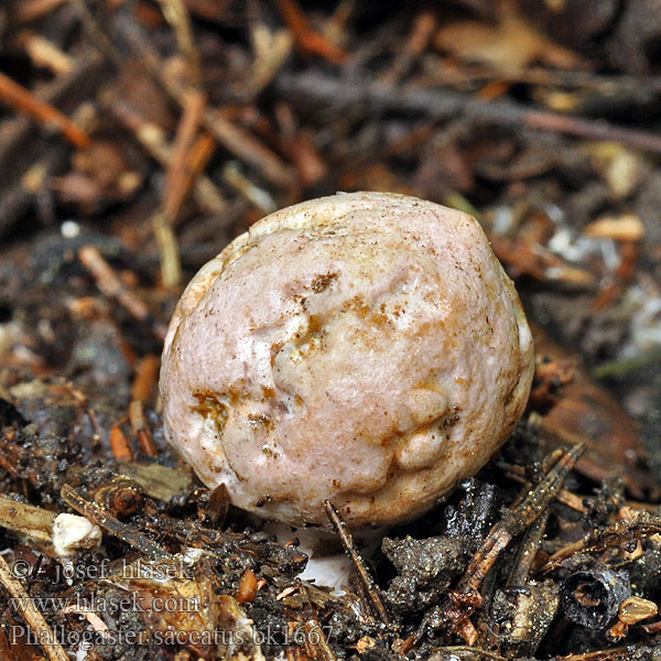 Phallogaster saccatus Rozpuklec hruškovitý Hadovkovec hruškovitý Club-shaped stinkhorn Phallogastre chausse Beutelförmige Gallertnuss Pękacz gruszkowaty Фаллогастер мешковидный