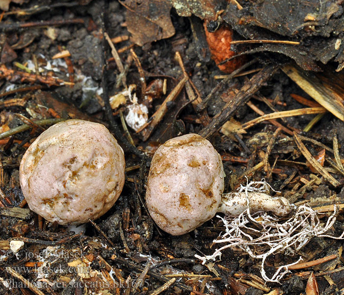 Club-shaped stinkhorn Phallogastre chausse Beutelförmige Gallertnuss Pękacz gruszkowaty Фаллогастер мешковидный Phallogaster saccatus Rozpuklec hruškovitý Hadovkovec hruškovitý