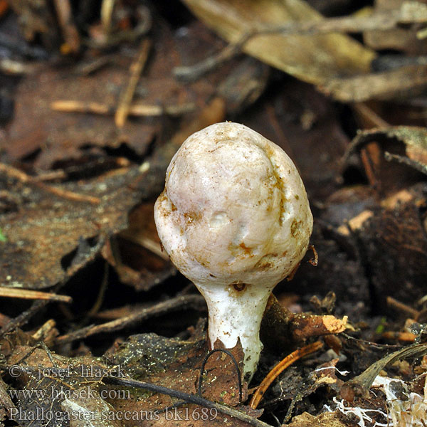 Фаллогастер мешковидный Phallogaster saccatus Rozpuklec hruškovitý Hadovkovec hruškovitý Club-shaped stinkhorn Phallogastre chausse Beutelförmige Gallertnuss Pękacz gruszkowaty