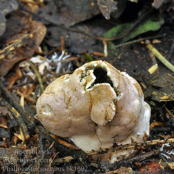 Rozpuklec hruškovitý Hadovkovec hruškovitý Club-shaped stinkhorn Phallogastre chausse Beutelförmige Gallertnuss Pękacz gruszkowaty Фаллогастер мешковидный Phallogaster saccatus