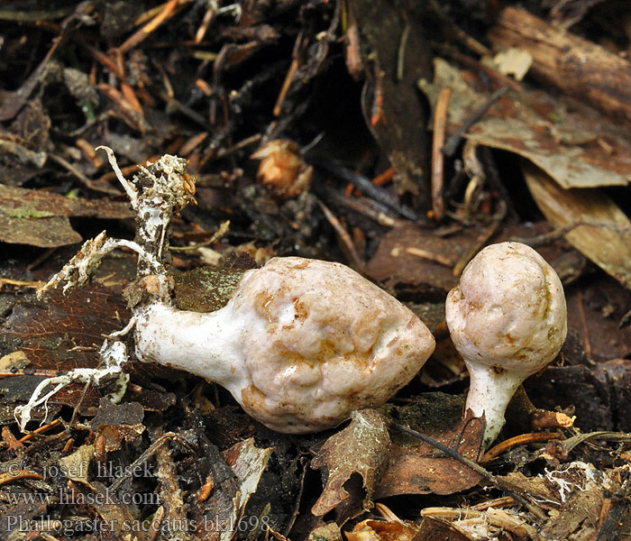 Hadovkovec hruškovitý Club-shaped stinkhorn Phallogastre chausse Beutelförmige Gallertnuss Pękacz gruszkowaty Фаллогастер мешковидный Phallogaster saccatus Rozpuklec hruškovitý