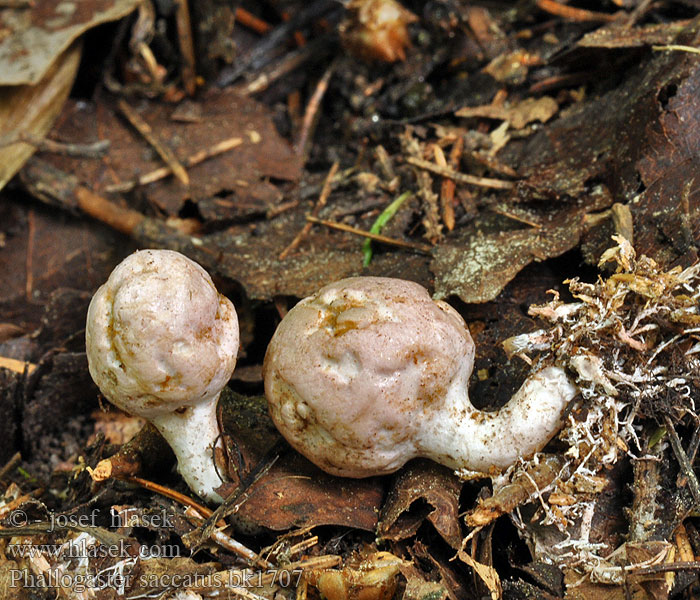 Pękacz gruszkowaty Фаллогастер мешковидный Phallogaster saccatus Rozpuklec hruškovitý Hadovkovec hruškovitý Club-shaped stinkhorn Phallogastre chausse Beutelförmige Gallertnuss