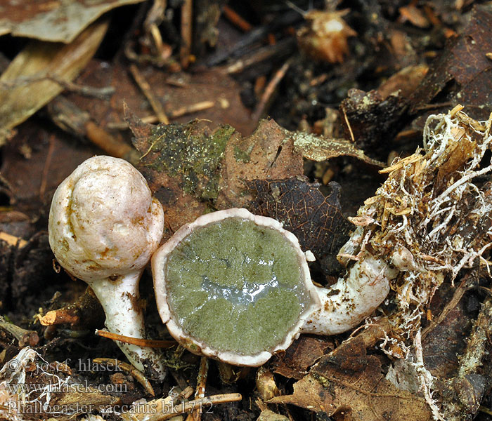 Pękacz gruszkowaty Rozpuklec hruškovitý Hadovkovec hruškovitý Фаллогастер мешковидный Phallogaster saccatus Club-shaped stinkhorn Phallogastre chausse Beutelförmige Gallertnuss