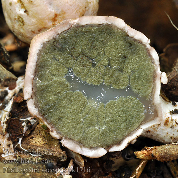 Rozpuklec hruškovitý Hadovkovec hruškovitý Фаллогастер мешковидный Phallogaster saccatus Club-shaped stinkhorn Phallogastre chausse Beutelförmige Gallertnuss Pękacz gruszkowaty