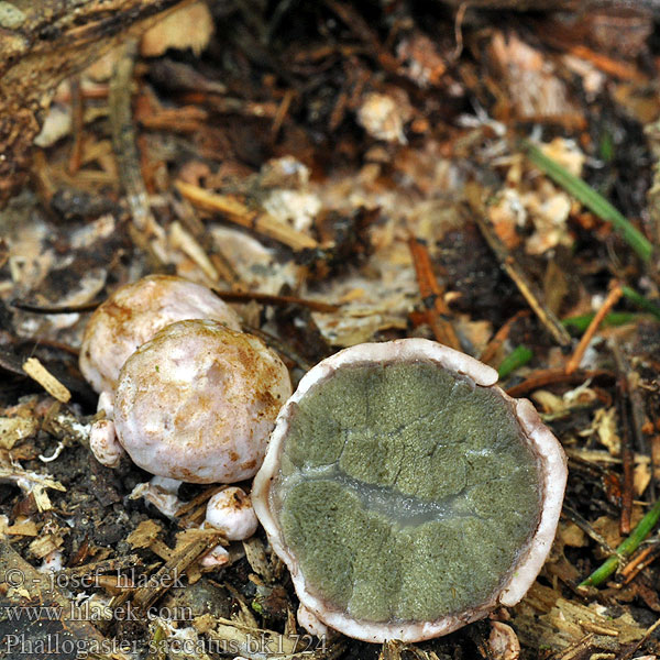 Hadovkovec hruškovitý Фаллогастер мешковидный Phallogaster saccatus Club-shaped stinkhorn Phallogastre chausse Beutelförmige Gallertnuss Pękacz gruszkowaty Rozpuklec hruškovitý