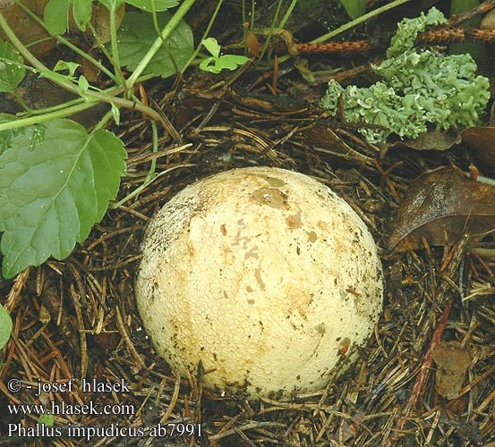 Phallus impudicus Stinkhorn Almindelig stinksvamp haisusieni