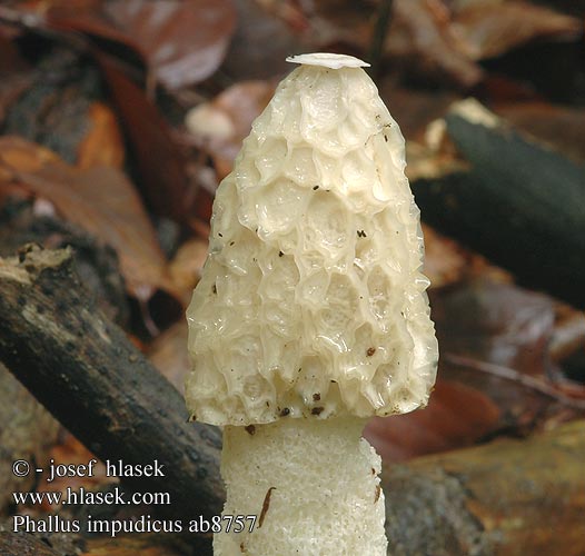 Phallus impudicus ab8757