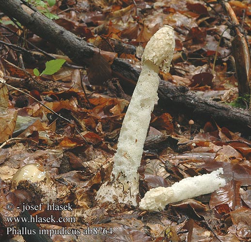 Phallus impudicus Erdei szömörcsög Gemeine Stinkmorchel