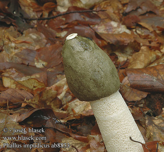 Phallus impudicus ab8833