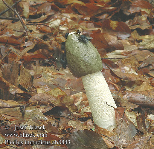 Phallus impudicus ab8843