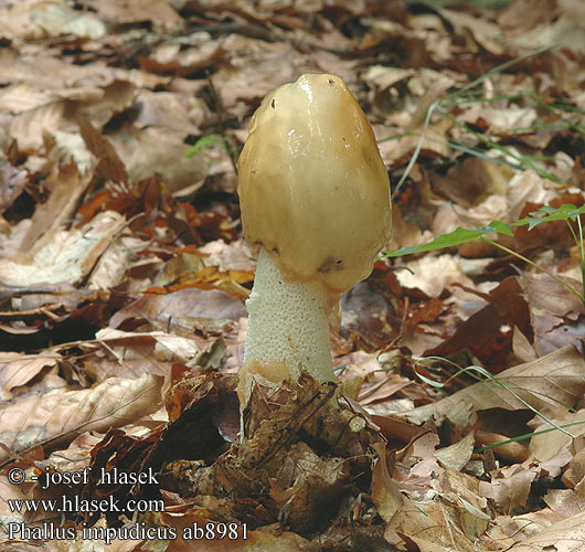 Phallus impudicus Stinkhorn Gemeine Stinkmorchel