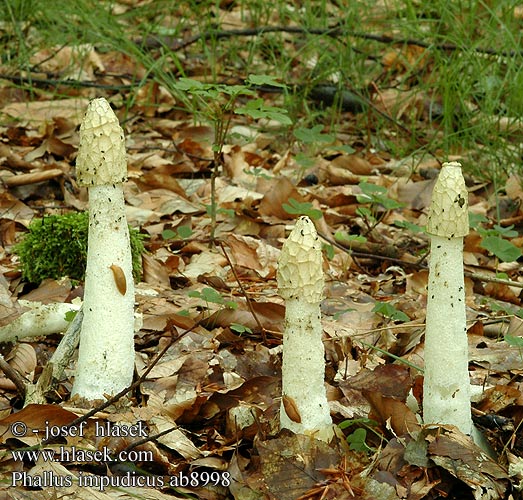 Phallus impudicus Sromotnik bezwstydny Hadovka smrdutá