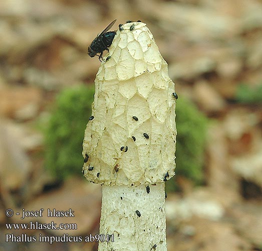 Phallus impudicus Stinkhorn Satyre puant Grote stinkzwam