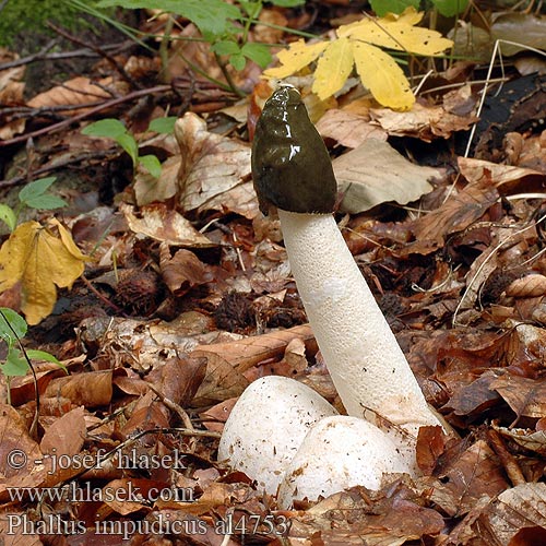 Phallus impudicus al4753