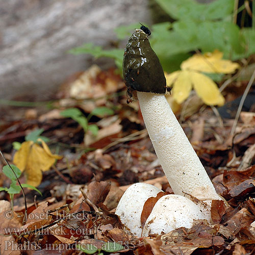 Common Stinkhorn Almindelig stinksvamp Haisusieni Satyre puant