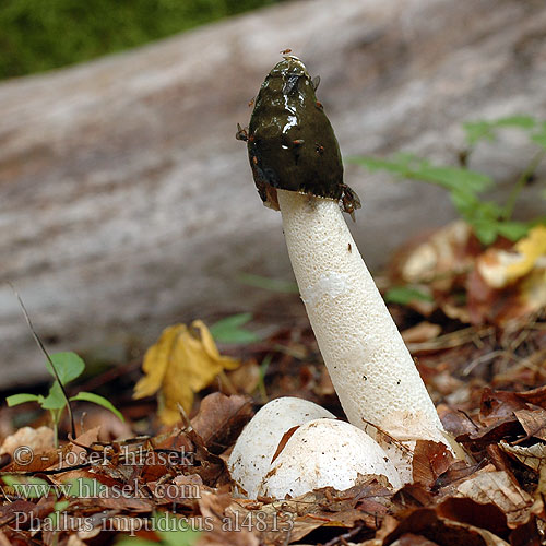 Phallus impudicus Dictyophora duplicata Ithyphallus foetidus