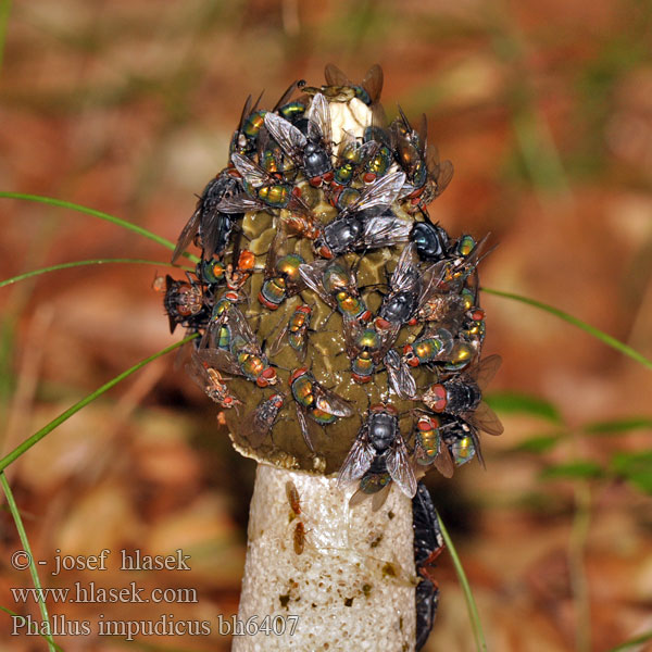 Phallus impudicus Stinkhorn Almindelig stinksvamp haisusieni Satyre puant  Grote stinkzwam Satirione Uovo del Diavolo Erdei szĂ¶mĂ¶rcsĂ¶g Gemeine  Stinkmorchel sromotnik bezwstydny Hadovka smradÄľavĂˇ hadovka smrdutĂˇ Seta  Falo hediondo Stinksvamp