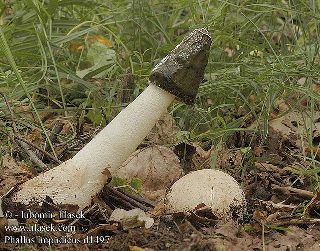 Phallus impudicus Stinkhorn Almindelig stinksvamp haisusieni