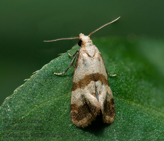 Phalonidia contractana