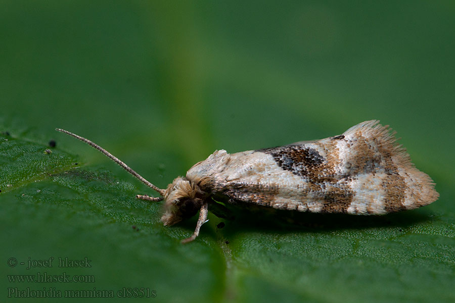 Phalonidia manniana