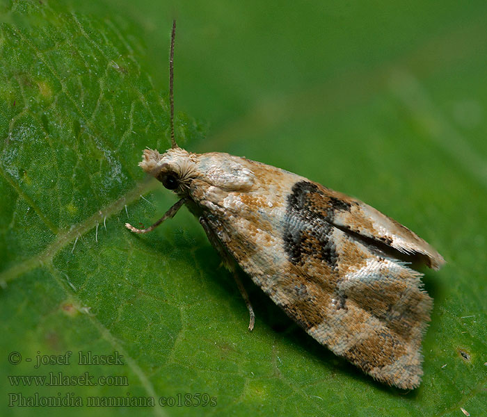 Phalonidia manniana Water-mint Conch Zvinúvač Mannov