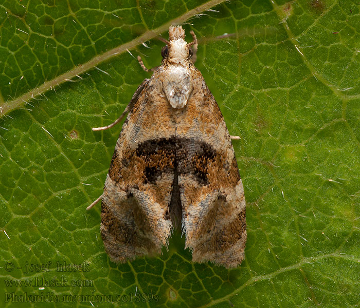 Phalonidia manniana Muntbladroller Mynteblomvecklare Myntepraktvikler