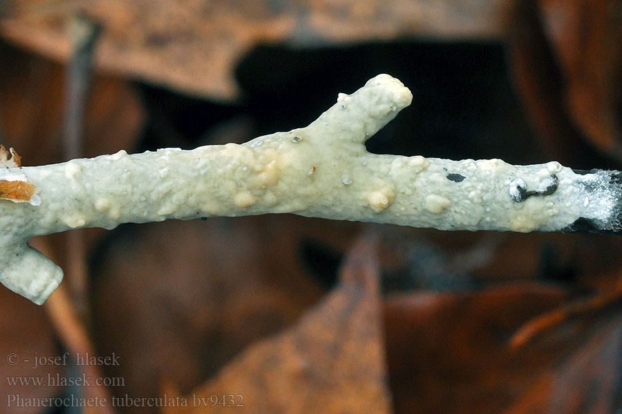 Phanerochaete tuberculata Corticium lacteum Kůrovka hrbolatá