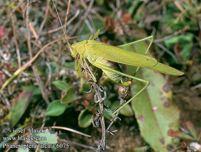 Phaneroptera falcata Kobylka křídlatá krovinová krídlatá